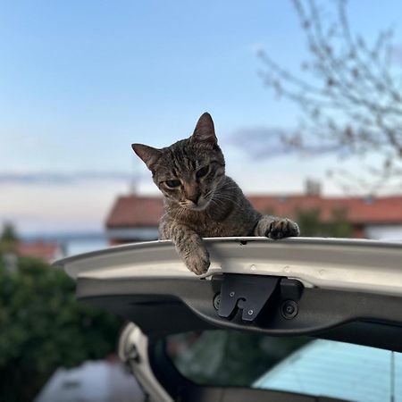 Pri Piratski Macki - At The Pirate Cat - Dal Gatto Pirata Копер Екстер'єр фото