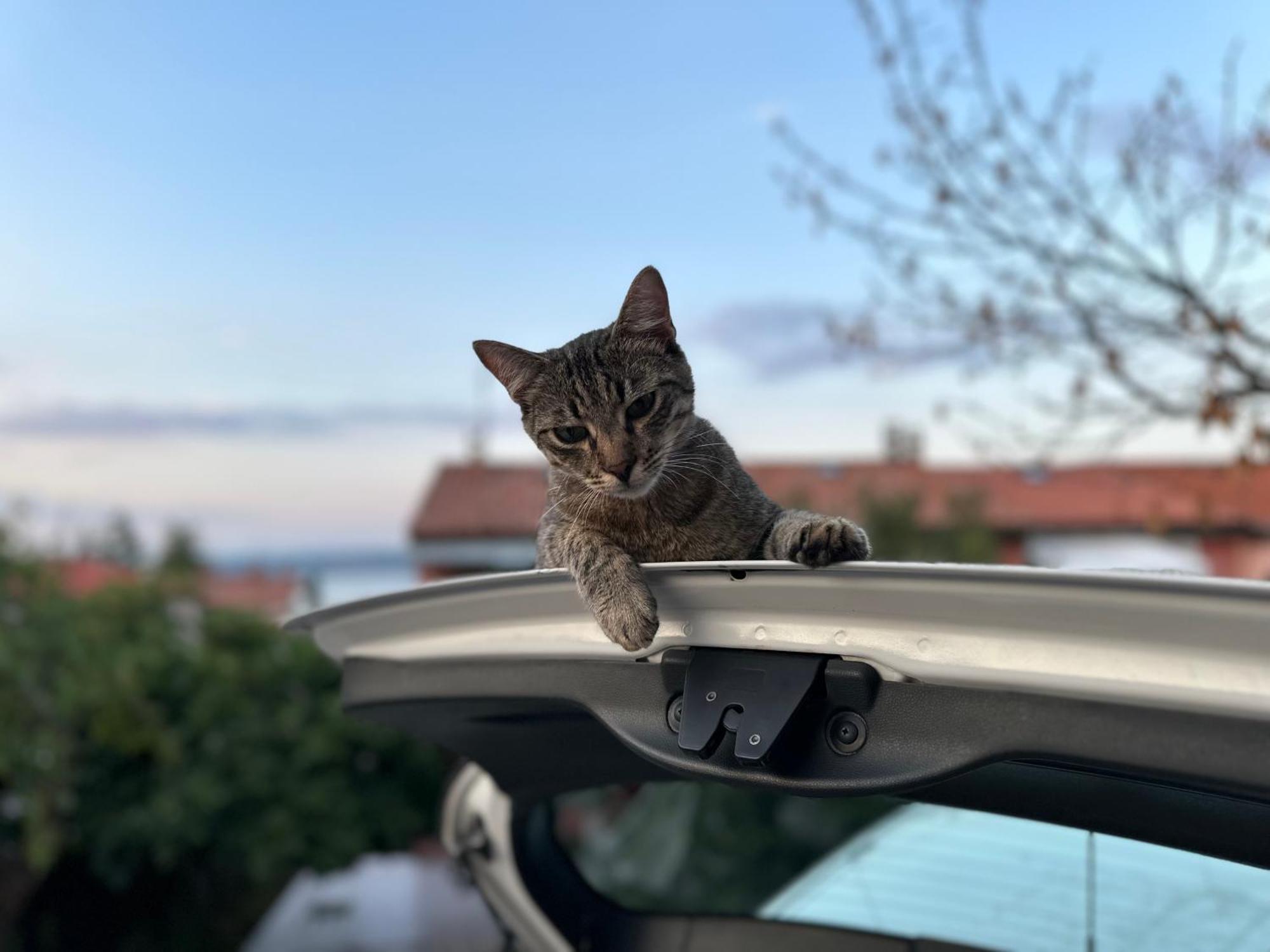 Pri Piratski Macki - At The Pirate Cat - Dal Gatto Pirata Копер Екстер'єр фото